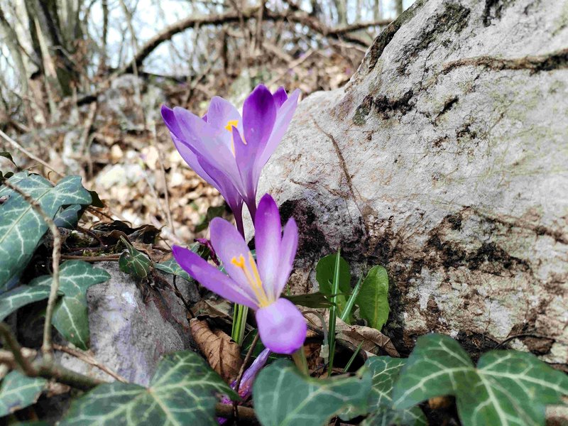 flora di primavera ph Andrea Sittaro